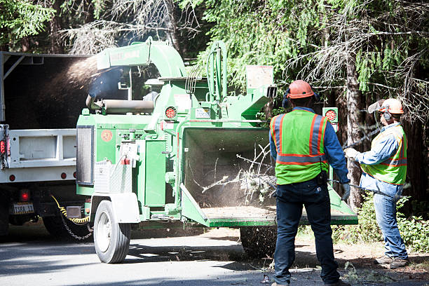 How Our Tree Care Process Works  in  Hoboken, NJ